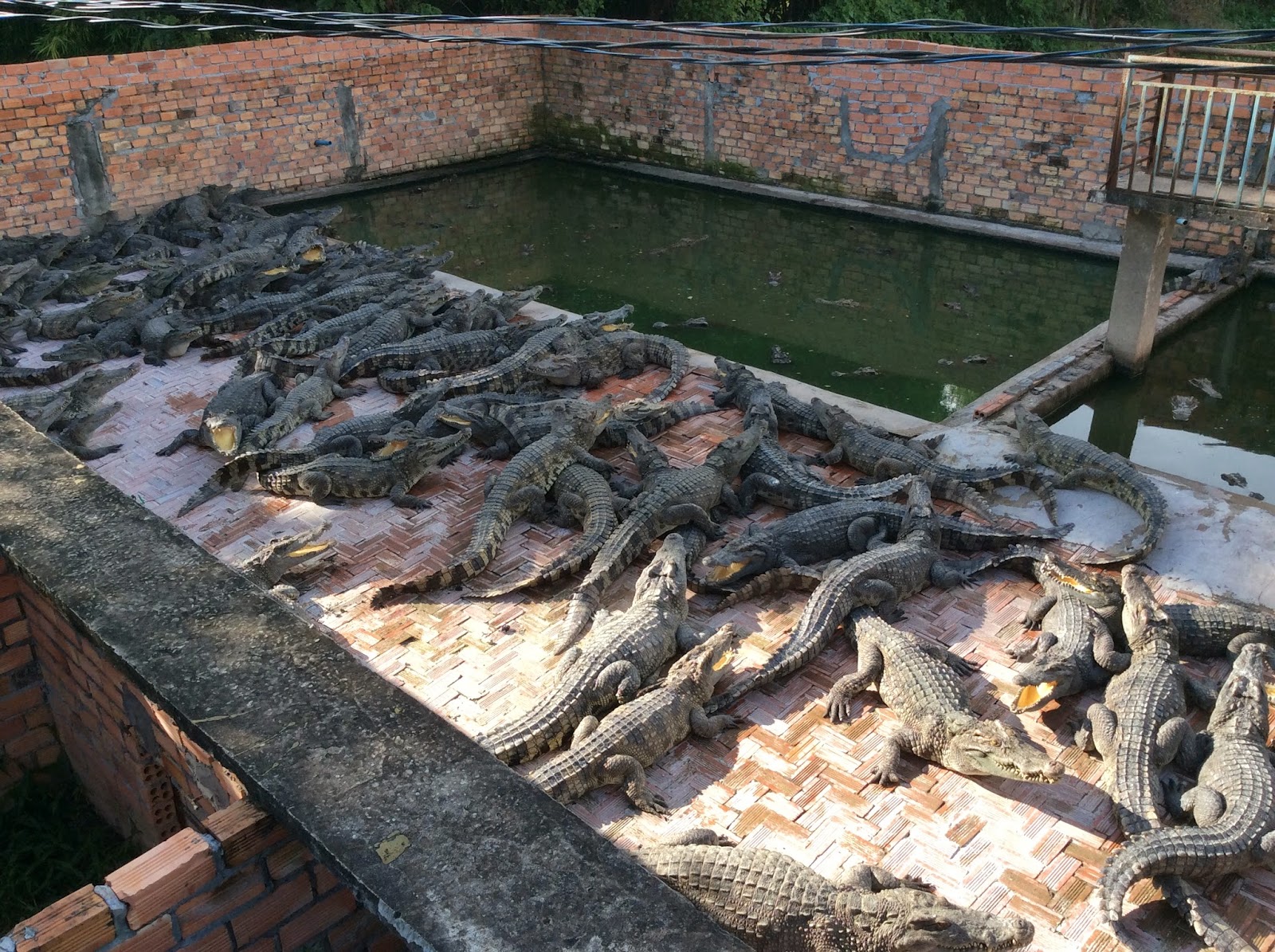 attraction-Siem Reap, Angkor Crocodile Farm.jpg